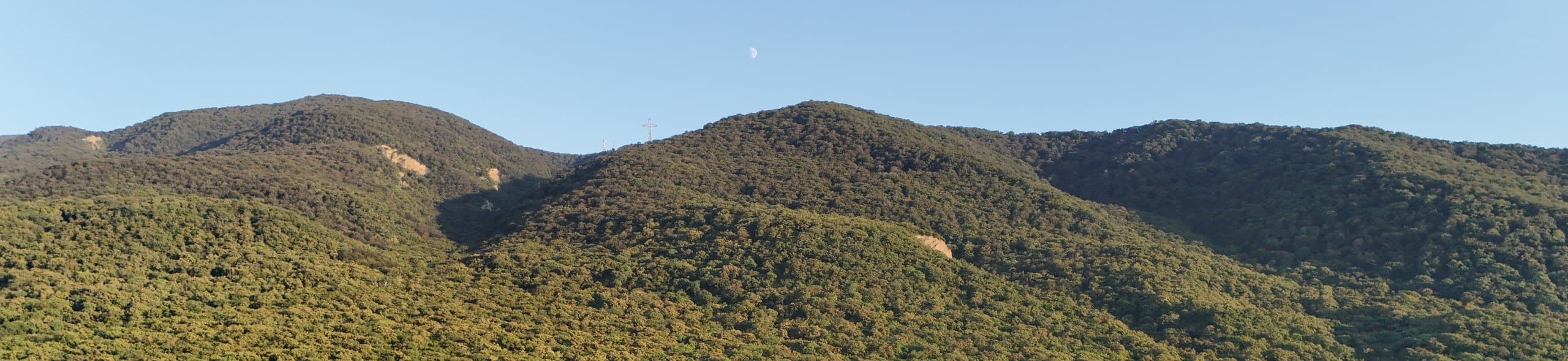 The protected forest behind the house.