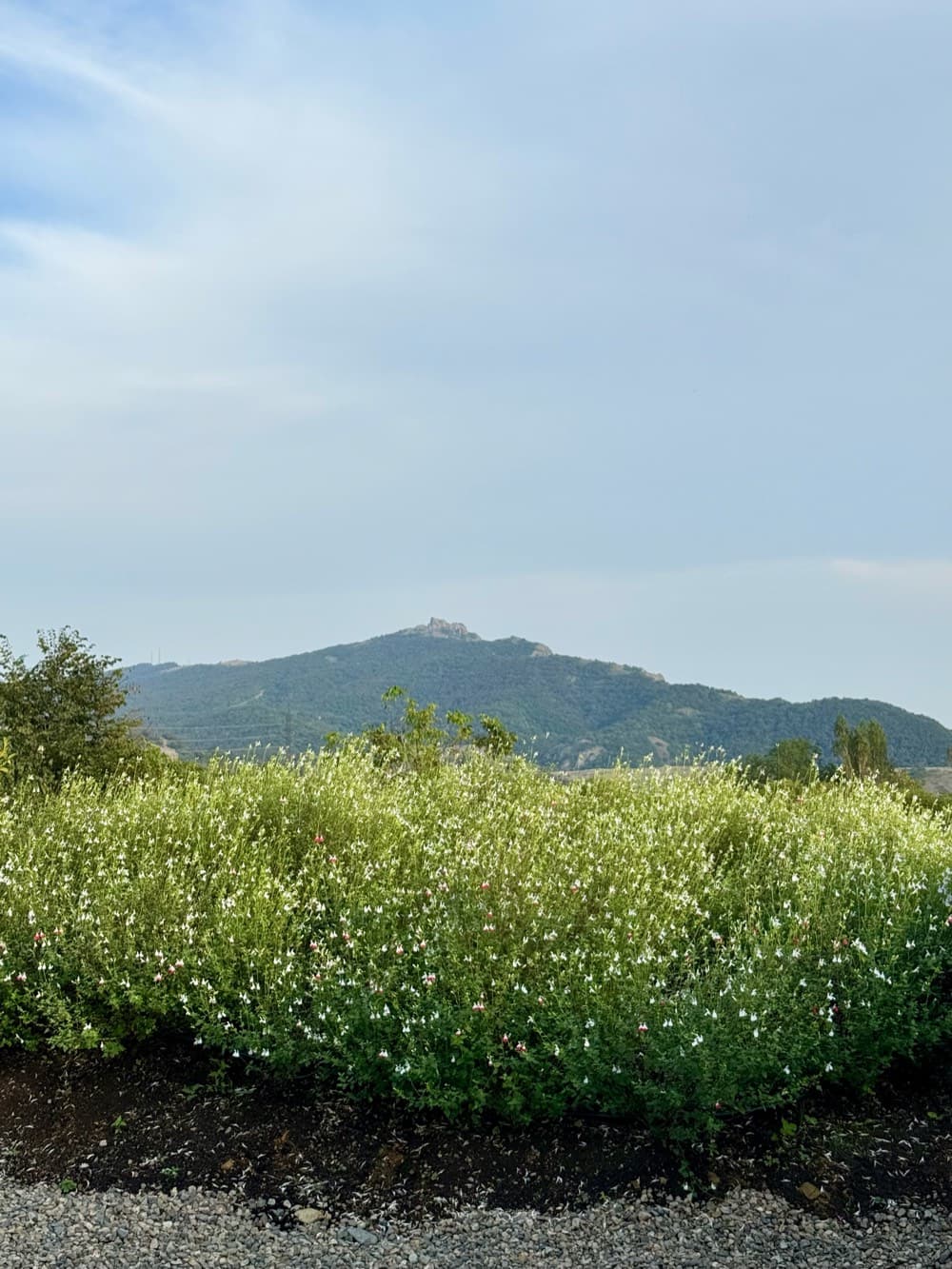 The mountain view from the garden.