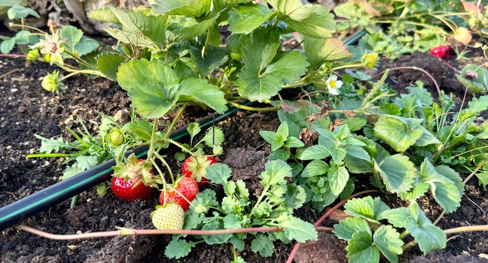 Strawberries from the kitchen garden.