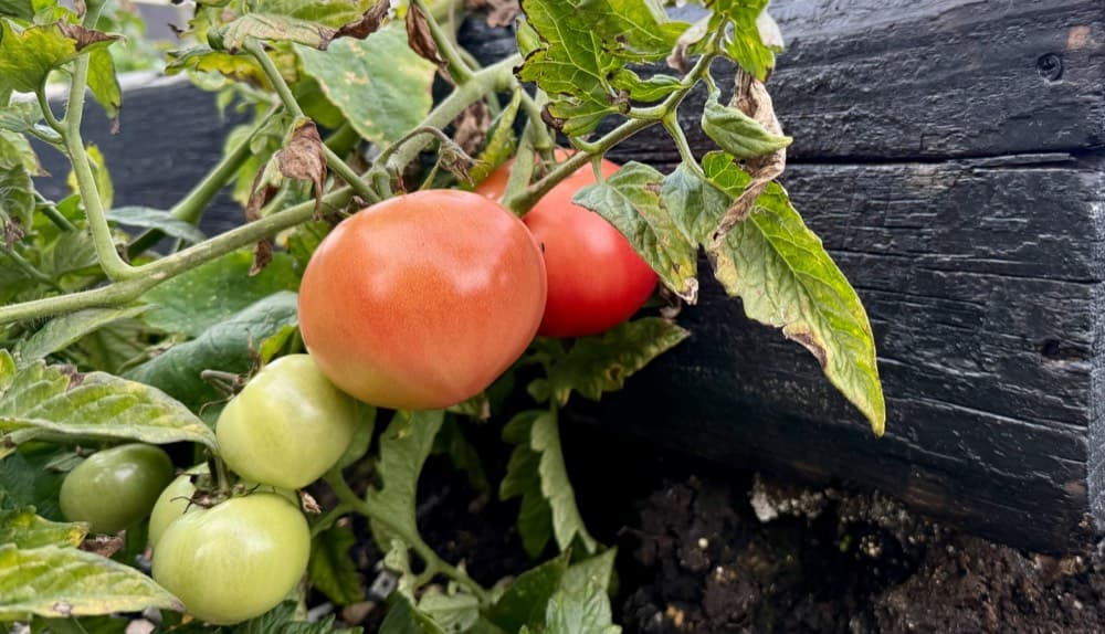 The kitchen garden, in season.