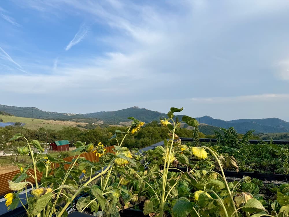 The view from the garden.