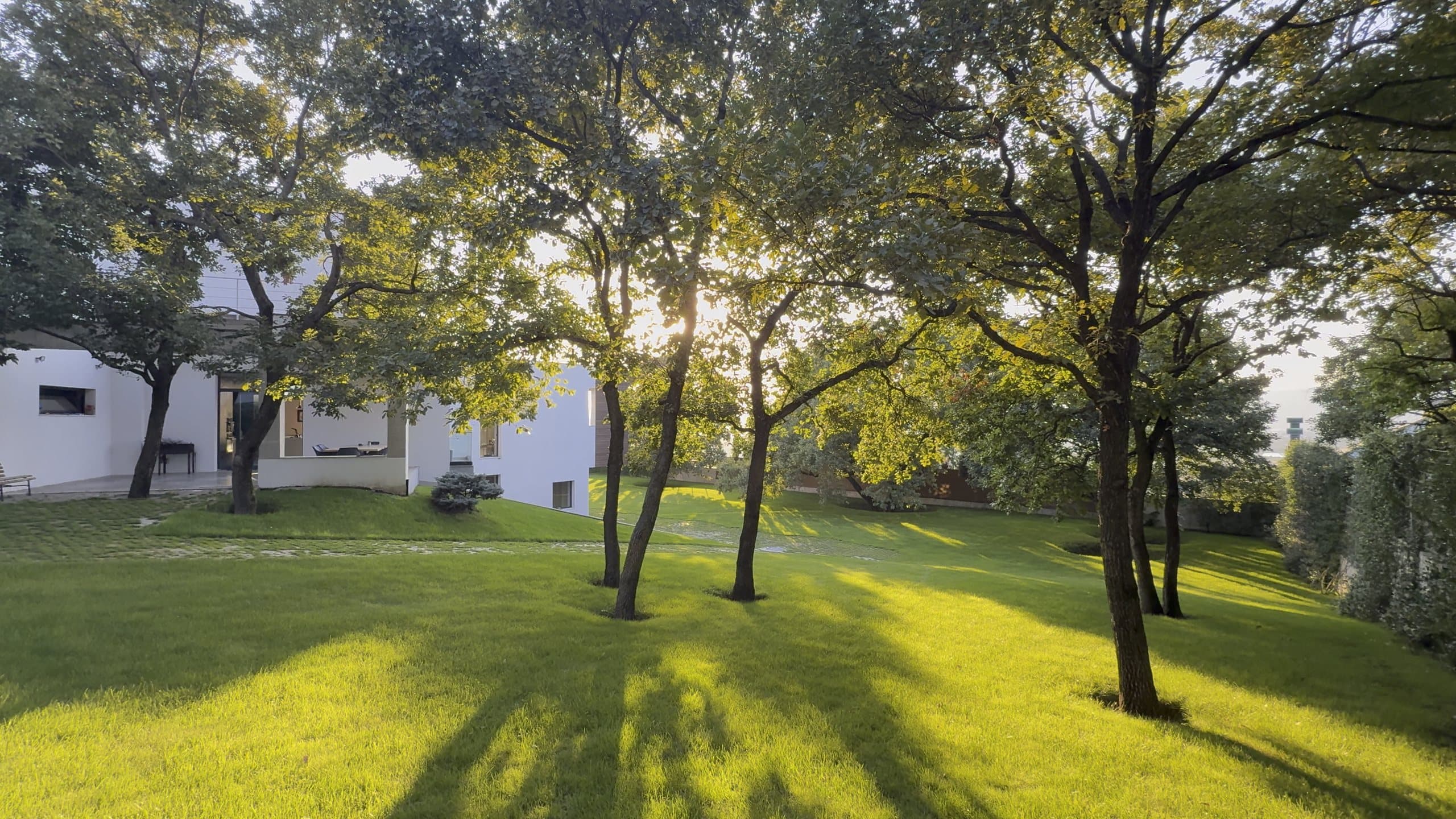 Mature oaks on the lawn, backlit by the evening sun, with the house beyond